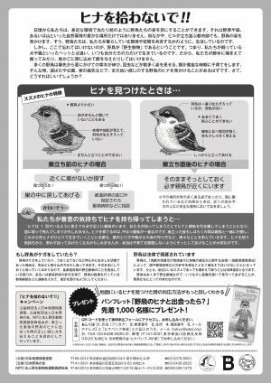 ヒナポスター裏の画像