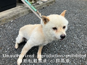 保護している犬の写真1