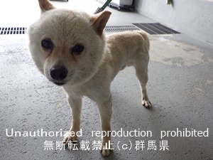 保護している犬の写真2