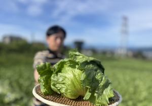 紹介されたトマルファームさんのレタスの写真