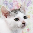 ワンタン写真