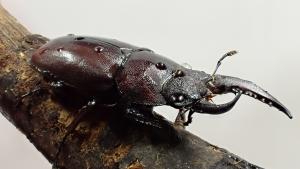 ノコギリクワガタ雌雄モザイク1