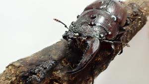 ノコギリクワガタ雌雄モザイク2