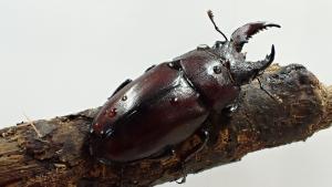 ノコギリクワガタ雌雄モザイク3