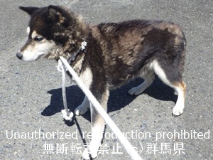 保護している犬の写真1