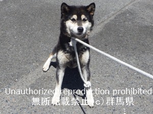 保護している犬の写真2