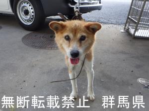 保護している犬の写真1