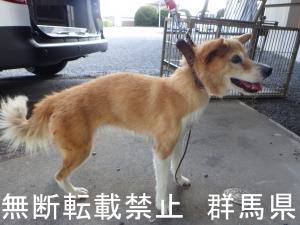 保護している犬の写真2