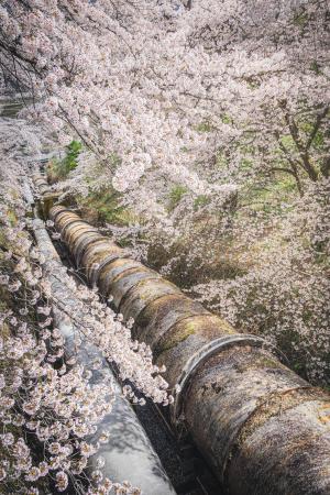 第58回吾妻観光写真コンクール　（公財）群馬県観光物産国際協会理事長賞「桜舞う鉄管」の画像