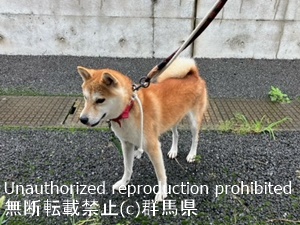 保護している犬の写真1