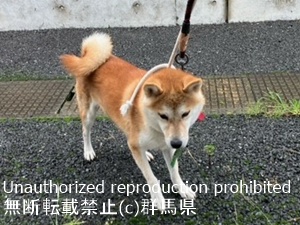 保護している犬の写真2