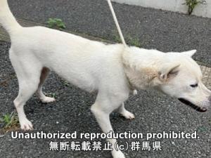保護している犬の写真1