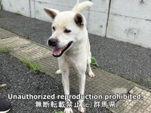 保護している犬の写真2