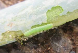 ネギを食害するシロイチモジヨトウ幼虫の画像