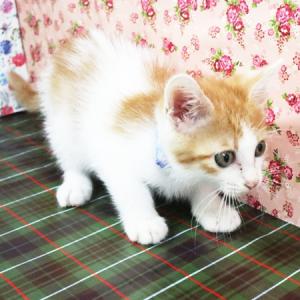 ビスク側面からの画像