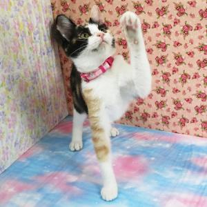 とろみちゃん遊んでいる時の画像