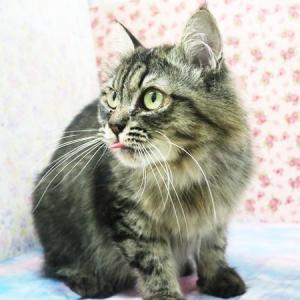 アケビ全身の画像