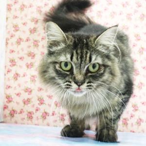 アケビ正面からの画像
