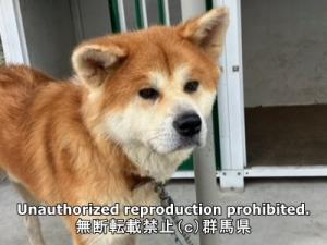 保護している犬の写真正面