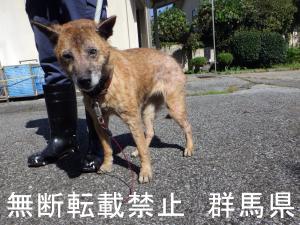 保護している犬の写真1