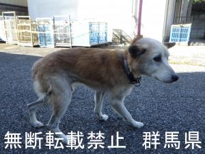 保護している犬の写真2