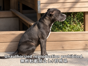 保護している犬の横側の写真