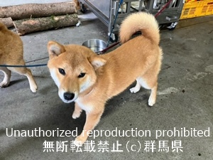 保護している犬の写真1