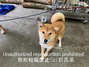 保護している犬の写真2