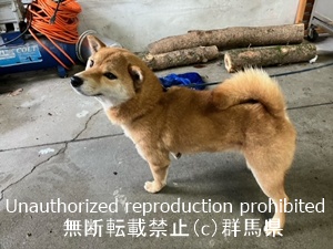 保護している犬の写真1