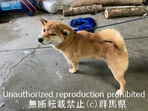 保護している犬の写真2