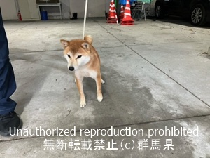 保護している犬の写真1