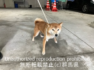 保護している犬の写真2