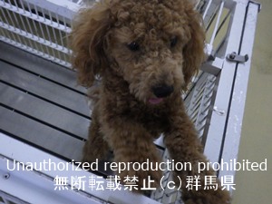 保護している犬の写真1