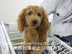 保護している犬の写真2