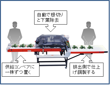 新型調製機（供給コンベアに一株ずつ置く・自動で根切りと下葉除去・排出側で仕上げ調整するの様子）の画像