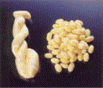 ぐんま黄金の繭と生糸の写真 ぐんま黄金の繭と生糸の写真