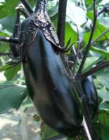 なすの写真 なすの写真