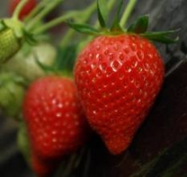 いちごの写真 いちごの写真