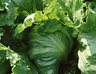 レタスの写真 レタスの写真
