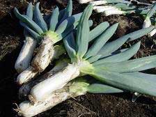 ねぎの写真 ねぎの写真