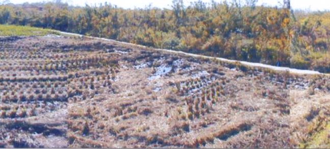 事業前の農地（湿田）写真