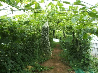 施設野菜（ゴーヤ）の栽培写真