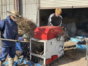 大豆の脱穀作業の様子の写真