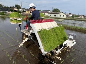 植え付けた苗に沿って運転している様子の写真
