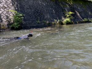 潜水調査の画像