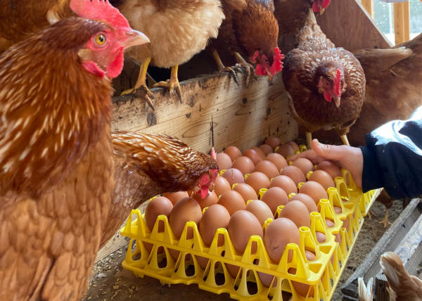 自然恵みファームズ株式会社　 田中崇士さん(2)